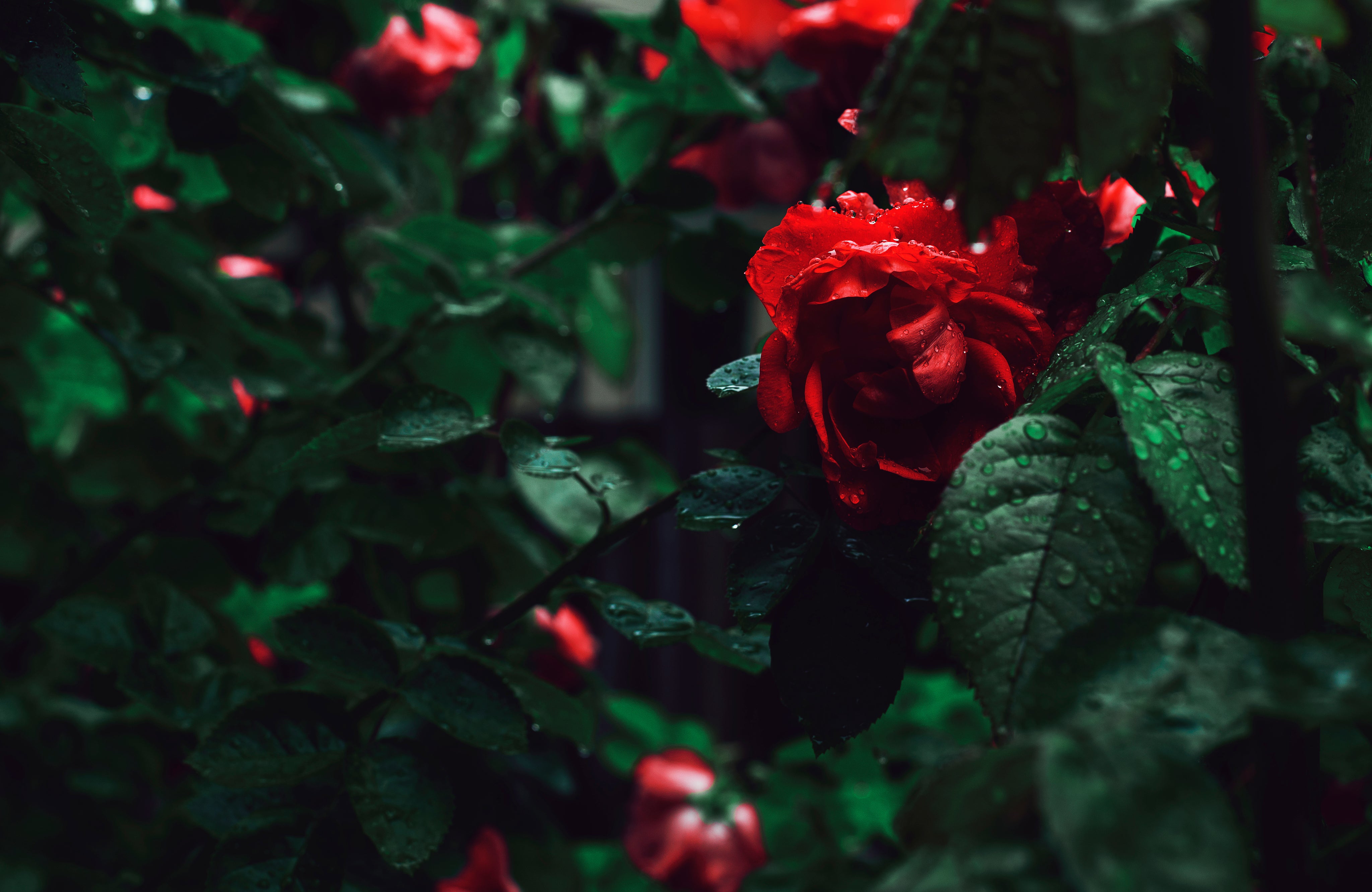 files/red-rose-on-bush.jpg
